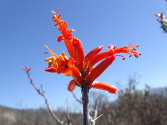 Fouquieria formosa