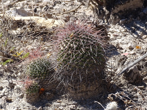 Pink Nipple Cactus (Mammillaria carnea)