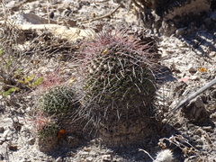 Pink Nipple Cactus (Mammillaria carnea)