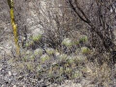 Ferocactus robustus
