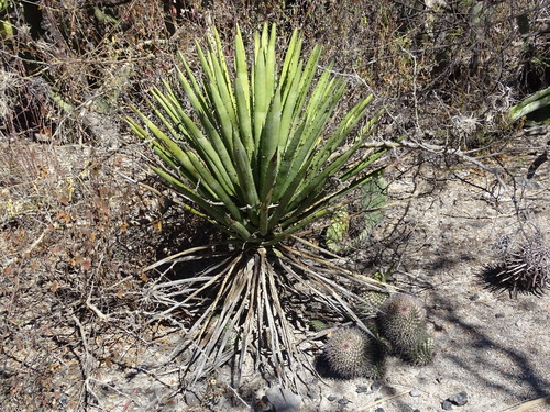 Agave karwinskii