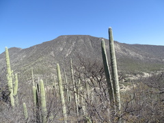 Cephalocereus tetetzo, photograph (c) Alexis López Hernández, some rights reserved (CC BY)