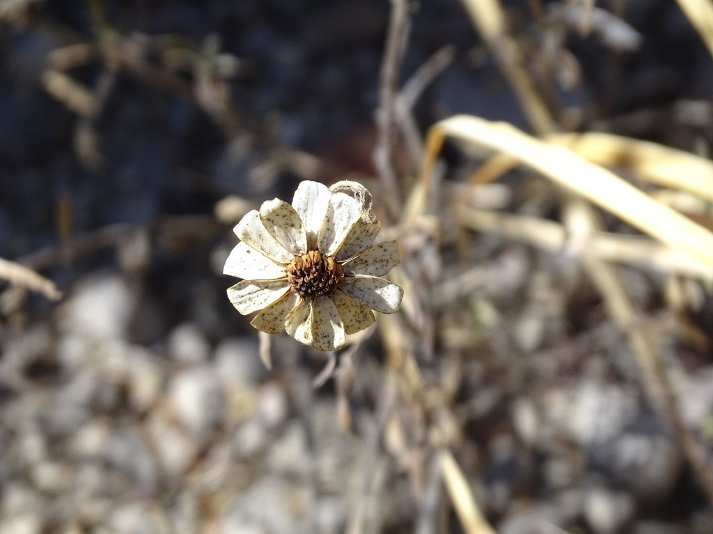 Cúc hoa giấy – Zinnia angustifolia