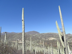 Cephalocereus tetetzo, photograph (c) Alexis López Hernández, some rights reserved (CC BY)