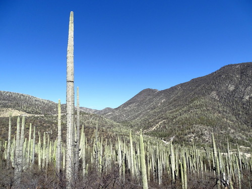 Cephalocereus tetetzo, photograph 4