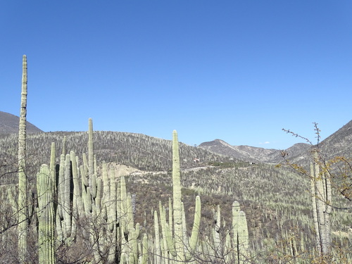 Cephalocereus tetetzo, photograph 3