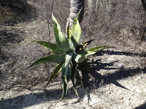 Agave marmorata