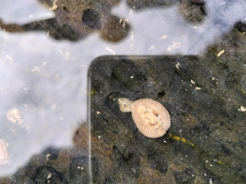Siphonaria pectinata