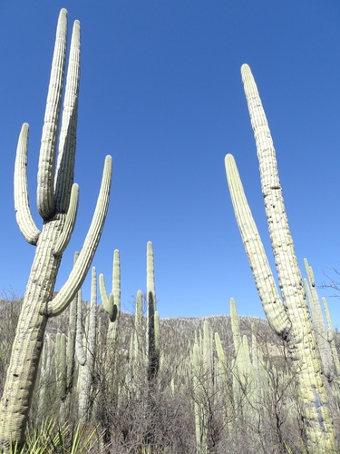 Cephalocereus tetetzo, photograph 2