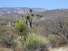 Euphorbia rossiana