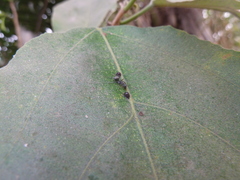 Camponotus
