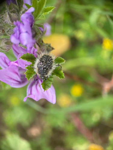Tropinota squalida pilosa