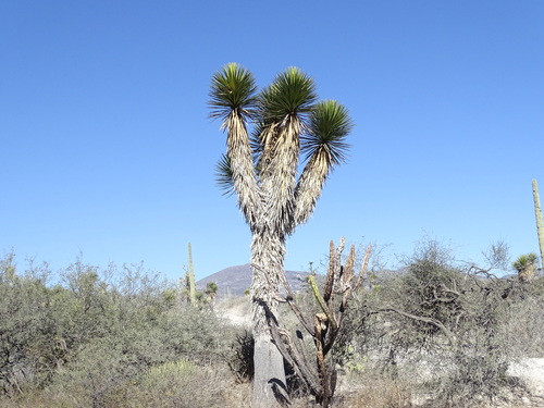 Yucca periculosa