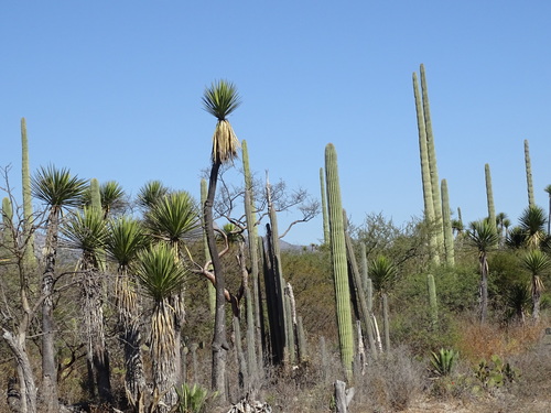 Yucca mixtecana