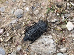 Thanatophilus rugosus