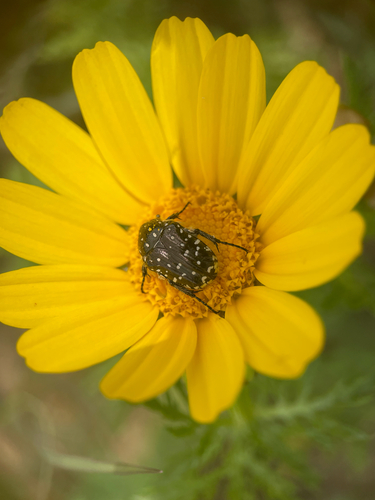 Mediterranean Spotted Chafer