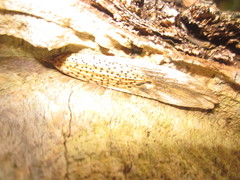 Diaporthe pterophila