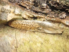 Diaporthe pterophila