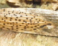 Diaporthe pterophila