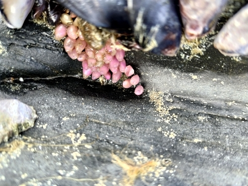 Nucella lapillus