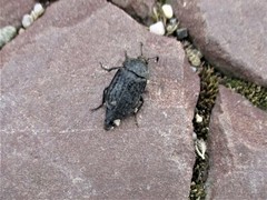 Thanatophilus rugosus