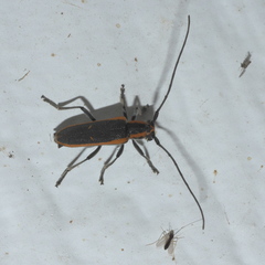 Saperda lateralis