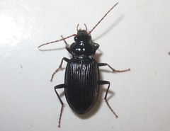 Nebria brevicollis