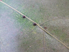 Camponotus