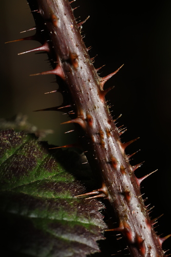 Image of Rubus intensior by no rights reserved