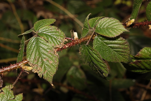 Image of Rubus intensior by no rights reserved