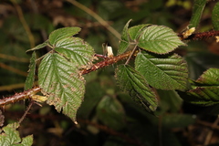 Rubus intensior