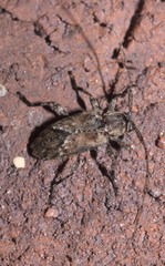 Styloleptus biustus