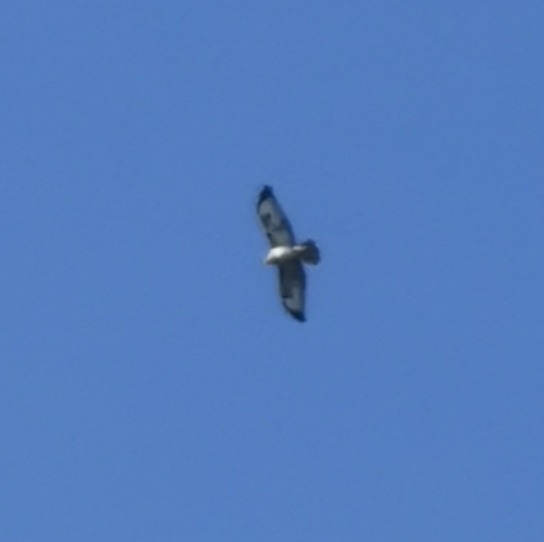 Common Buzzard