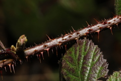 Rubus intensior