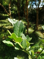 Laureliopsis philippiana