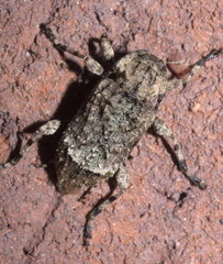 Leptostylus transversus