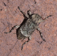 Leptostylus transversus