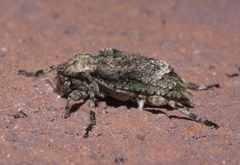 Leptostylus transversus