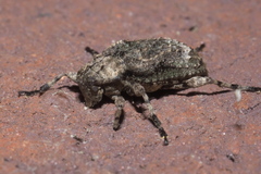Leptostylus transversus