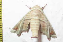 Eutelia callichroma