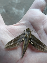Xylophanes tersa