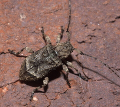 Leptostylus transversus