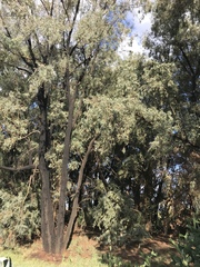 Eucalyptus sideroxylon
