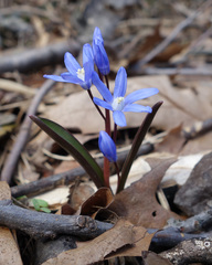 Scilla luciliae
