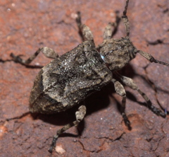 Leptostylus transversus