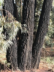 Eucalyptus sideroxylon