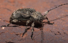 Leptostylus transversus