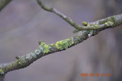 Xanthoria parietina