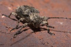 Leptostylus transversus