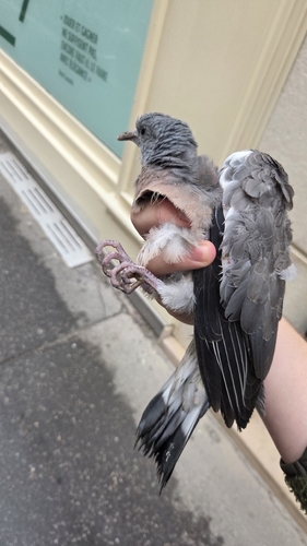 Pigeon ramier, jeune
